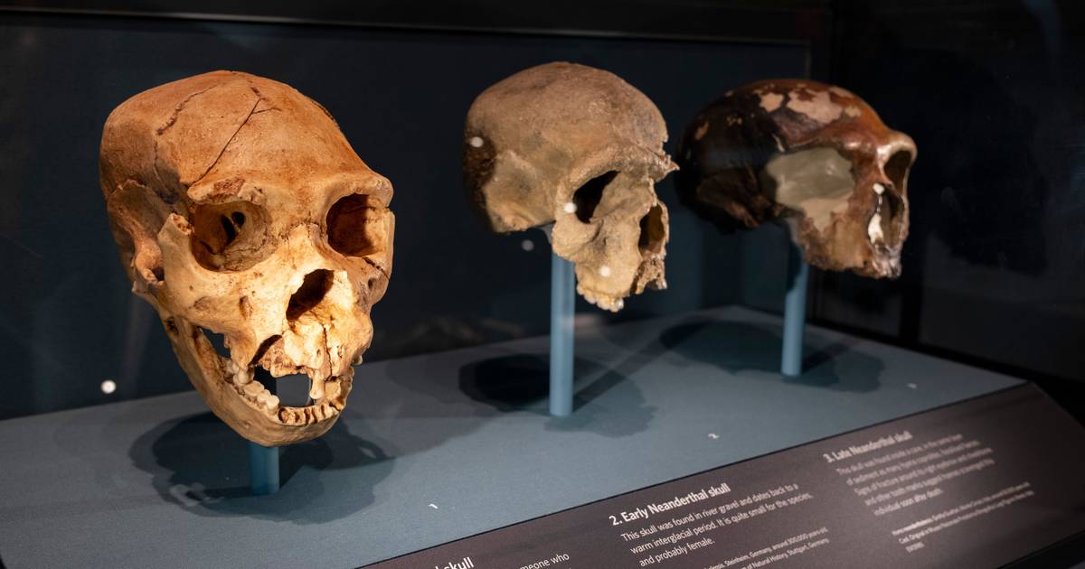 Homo sapiens sofreu rápida evolução nos tipos sanguíneos que o ajudou a sobreviver