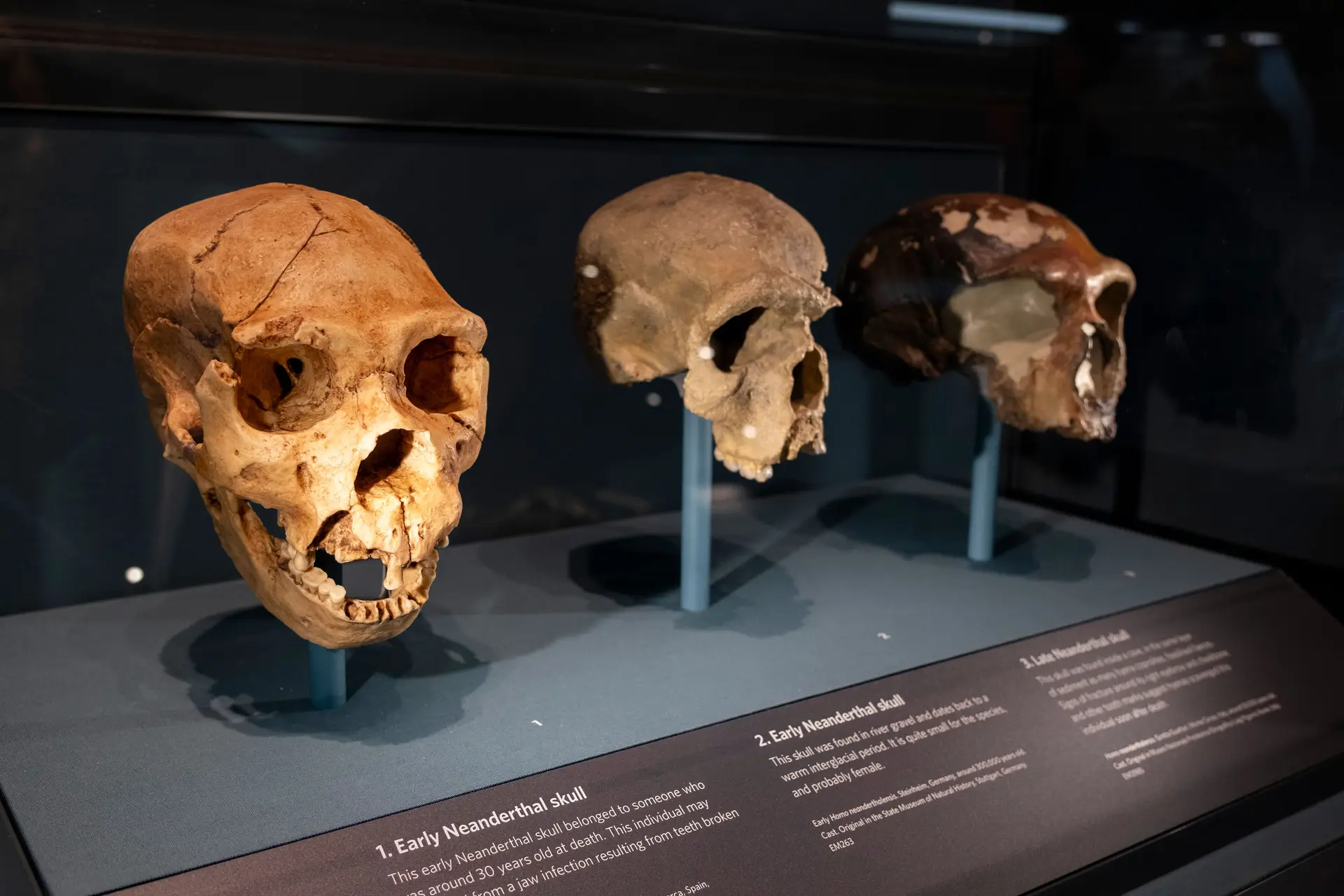 Crânios de Neandertal na exposição Human Evolution no Museu de História Natural em Londres