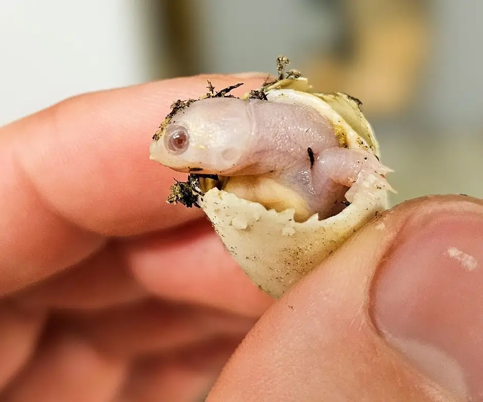 Tartaruga albina nascida em França.