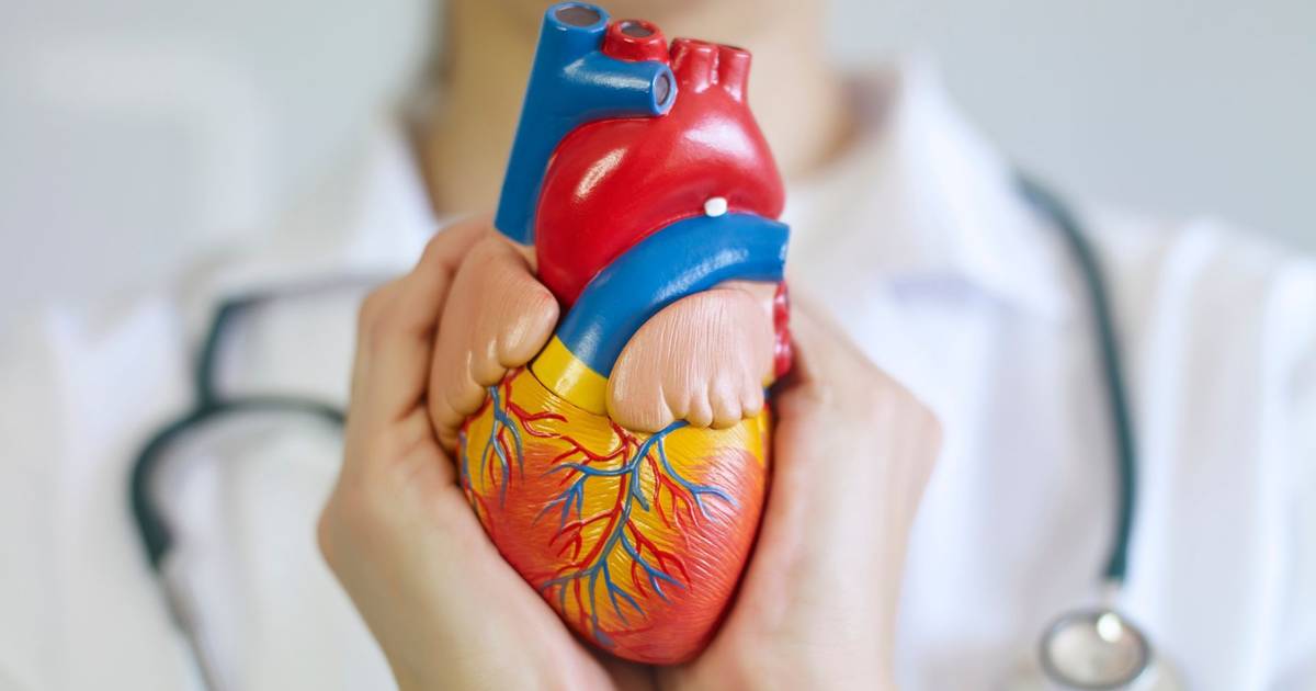 Batimento do coração pode ajudar a explicar por que o cancro cardíaco é tão raro