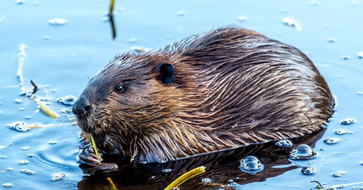 "Um castor no Tejo": espécie está de volta ao rio (no lado espanhol)