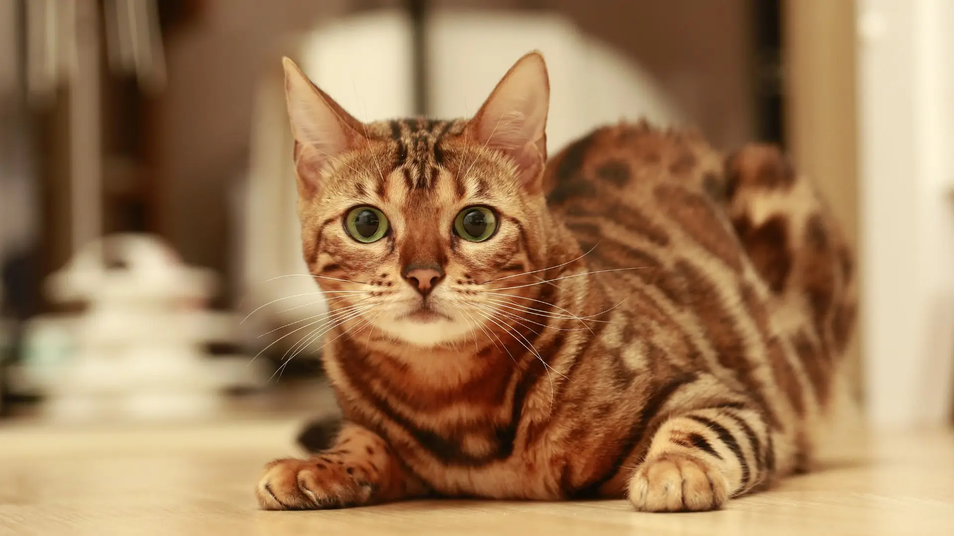 Radiologista italiano investigado por usar máquina hospitalar para salvar o seu gato