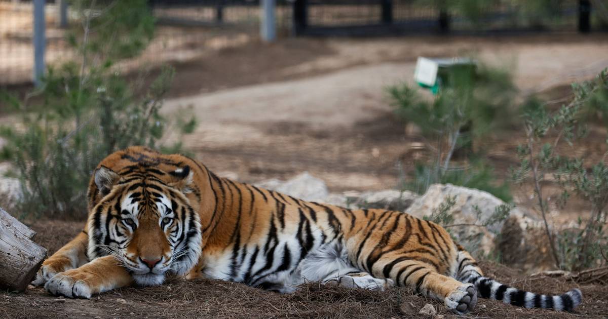 Tigres caçam ursos? Investigadores fazem descoberta surpreendente na China