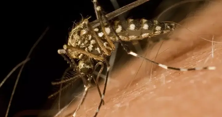 Mosquito aedes sierrensis