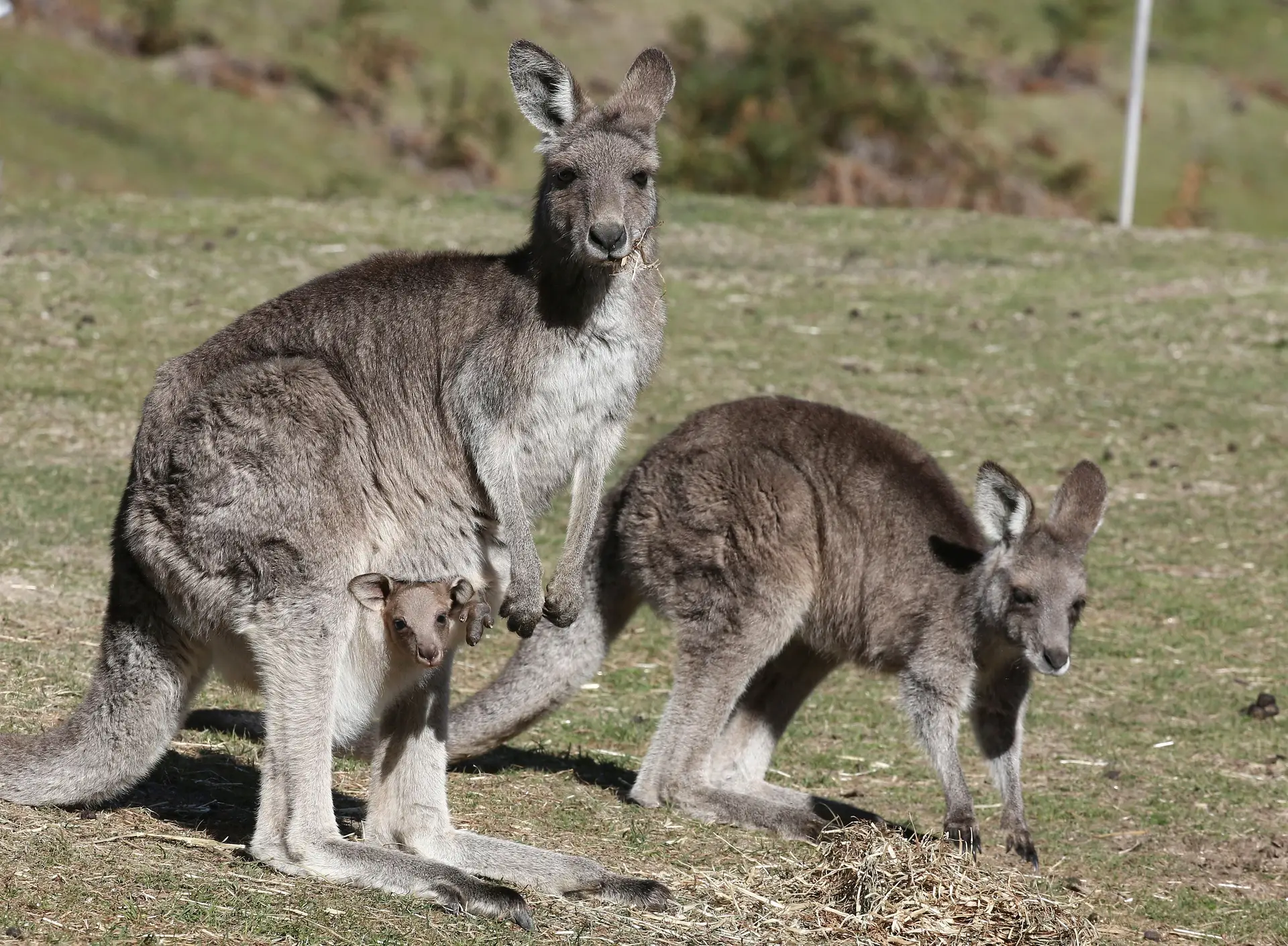Primeiro embrião de canguru através fertilização in vitro: um grande salto para a conservação de marsupiais