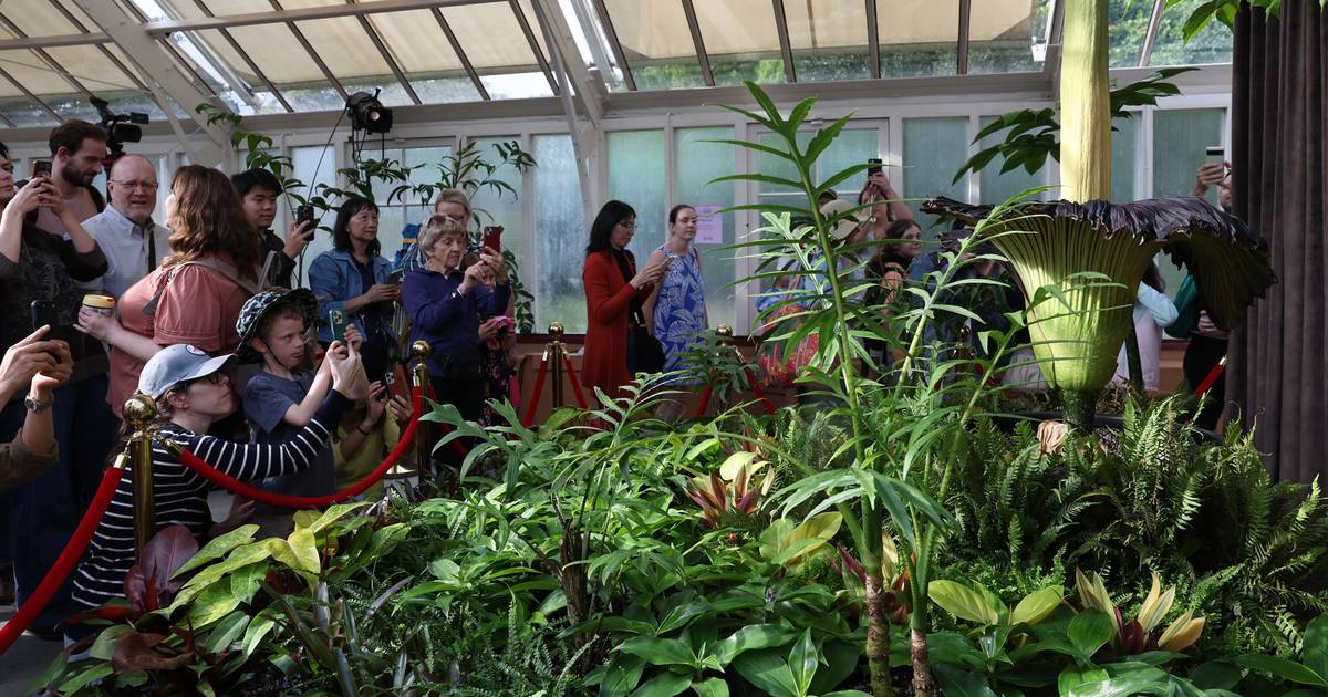 "Flor-cadáver": planta rara cheira a carne em putrefação