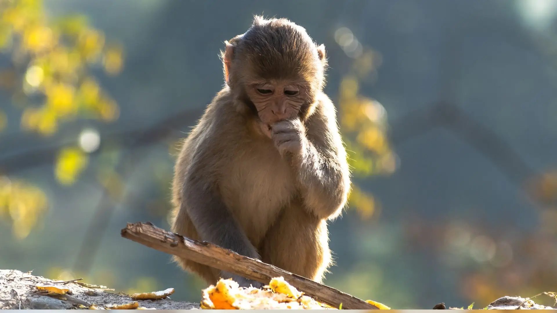 Macaco causa apagão geral no Sri Lanka