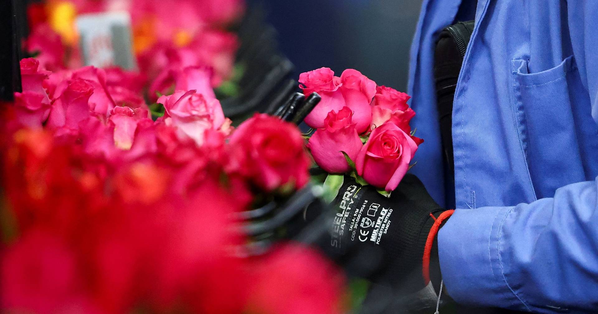 Dia dos Namorados leva Colômbia a exportar milhões de flores para os ...