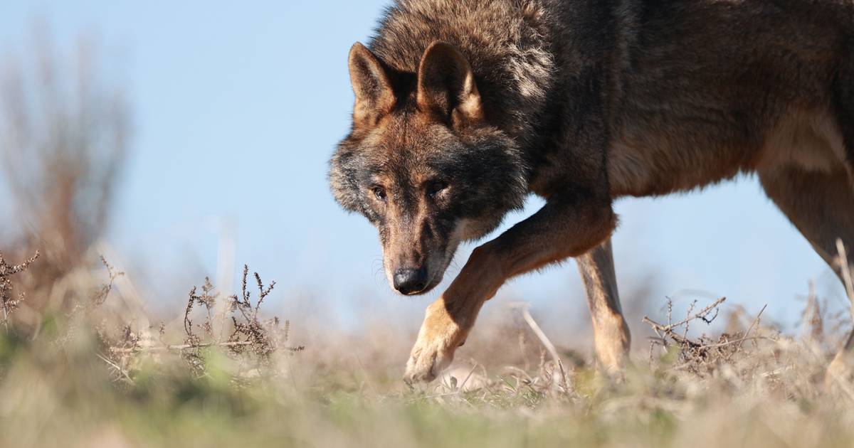 Lobos estão a 
