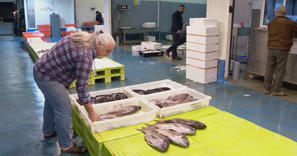 SIC acompanhou uma madrugada dentro do mercado do pescado