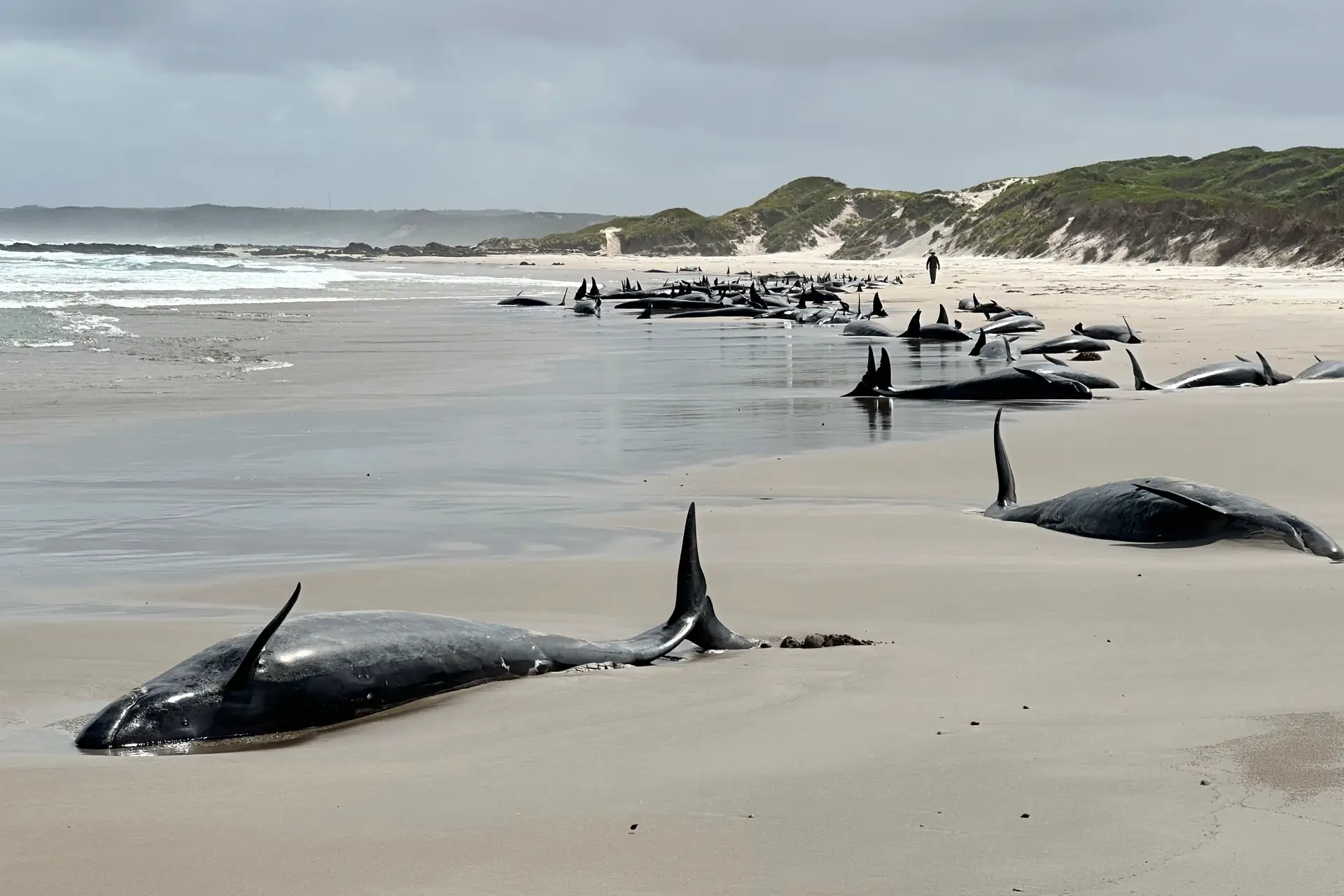 Golfinhos encalhados em praia da Tasmânia.