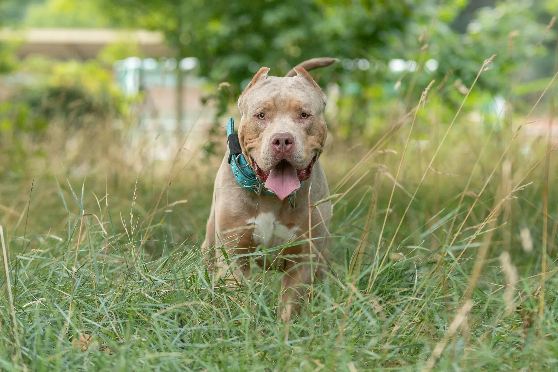 Jovem de 19 anos morre atacada por cão no Reino Unido, animal será de raça proibida