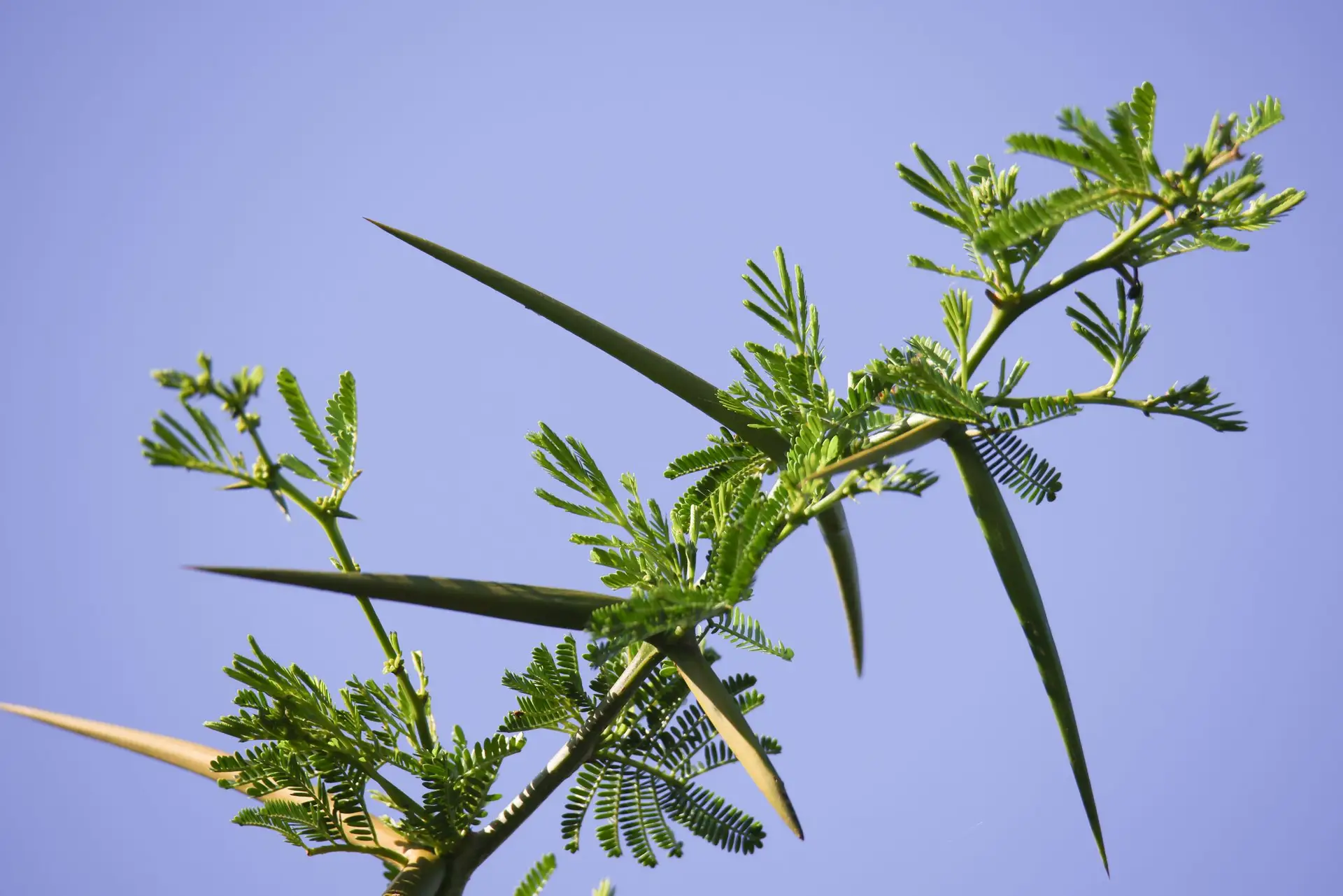 Contrabando de ingrediente essencial para a Coca-Cola e M&M's está a preocupar