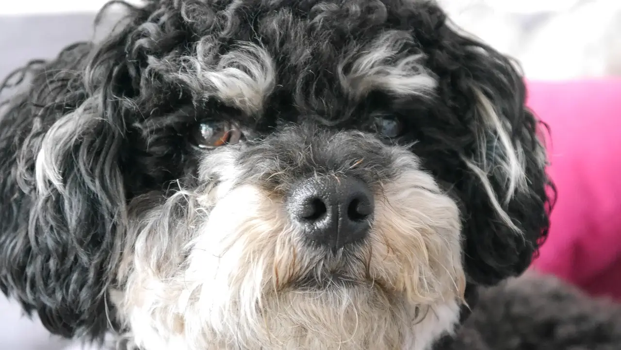 Cães sequestrados com pedido de resgate milionário foram resgatados