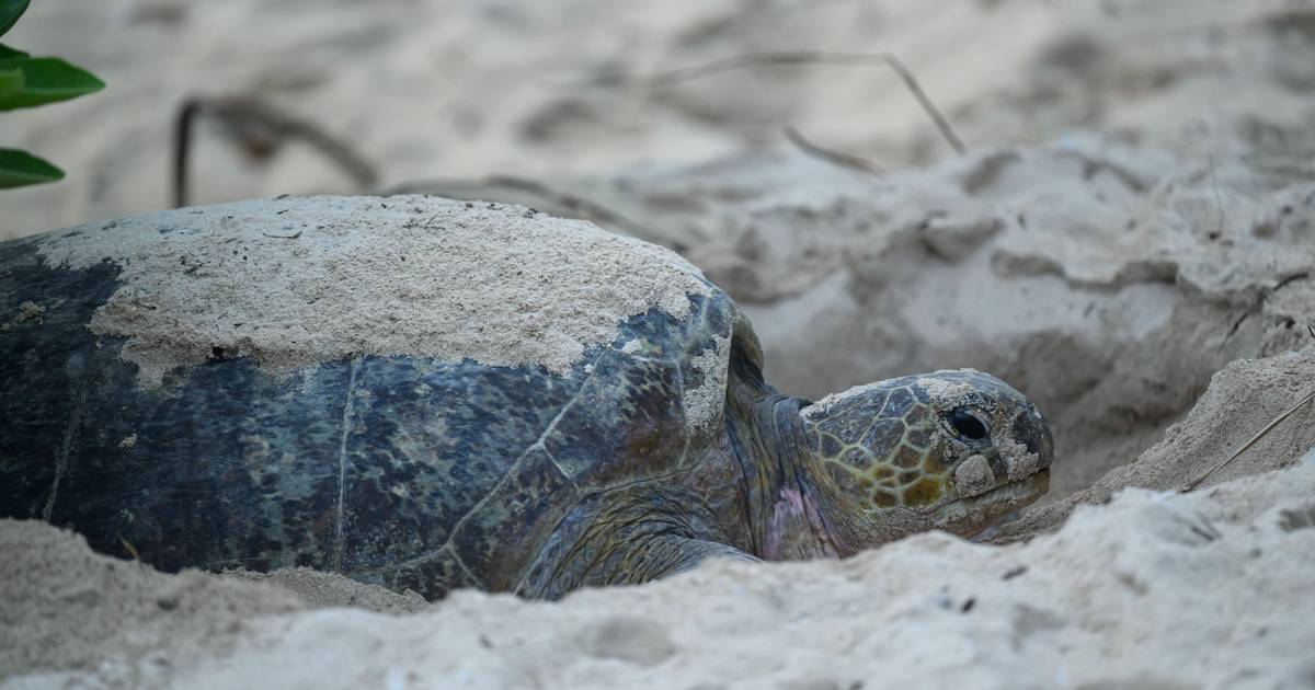 Tartarugas em risco de extinção põem recorde de ovos em décadas na Índia