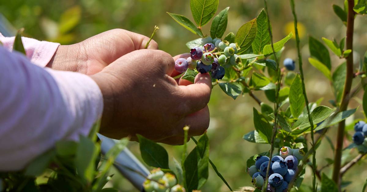 Plantação de mirtilos em Portugal cresceu 700 vezes em área