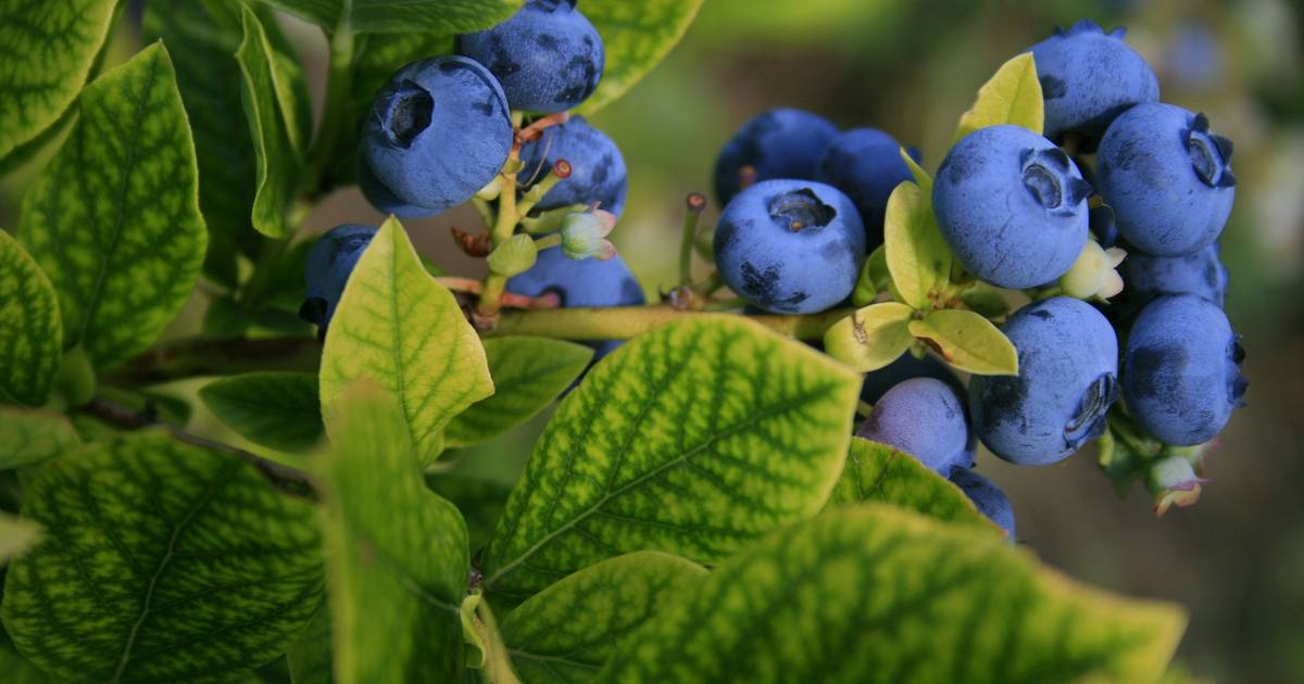 A área de plantação de mirtilos aumentou quase 700 vezes nos últimos 15 anos