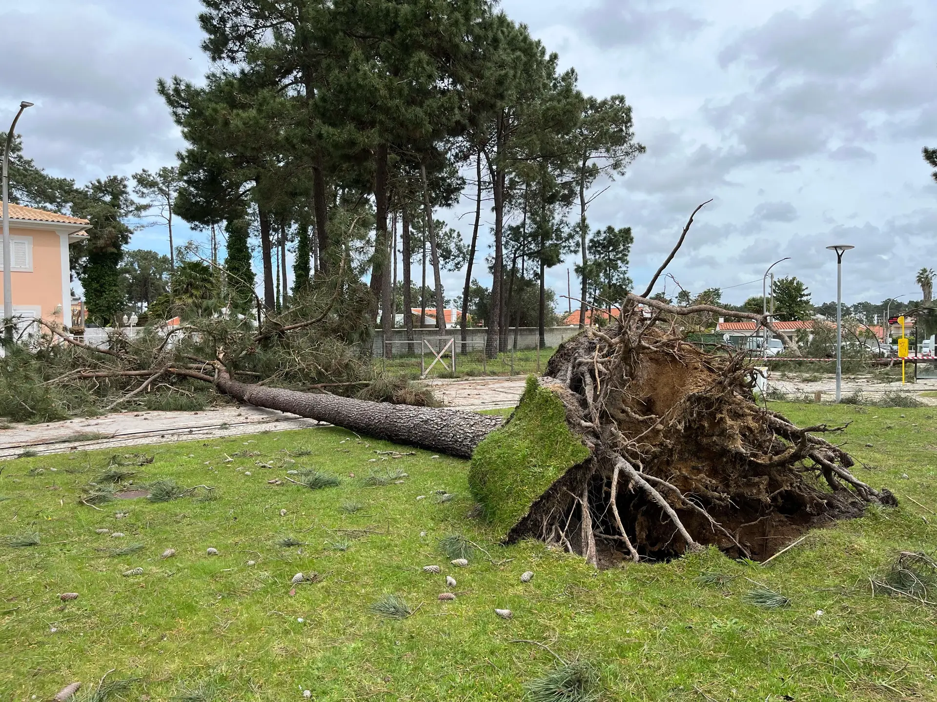 Verdizela, Seixal