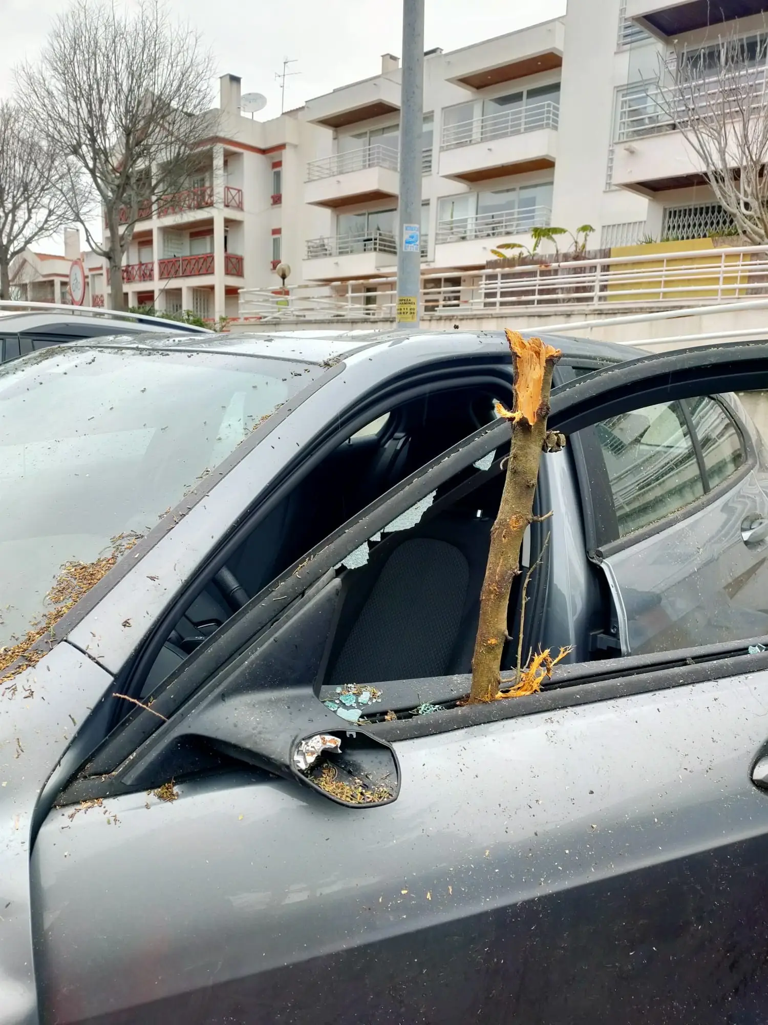 Queda de árvore inspecionada em novembro destrói vários carros em Caxias