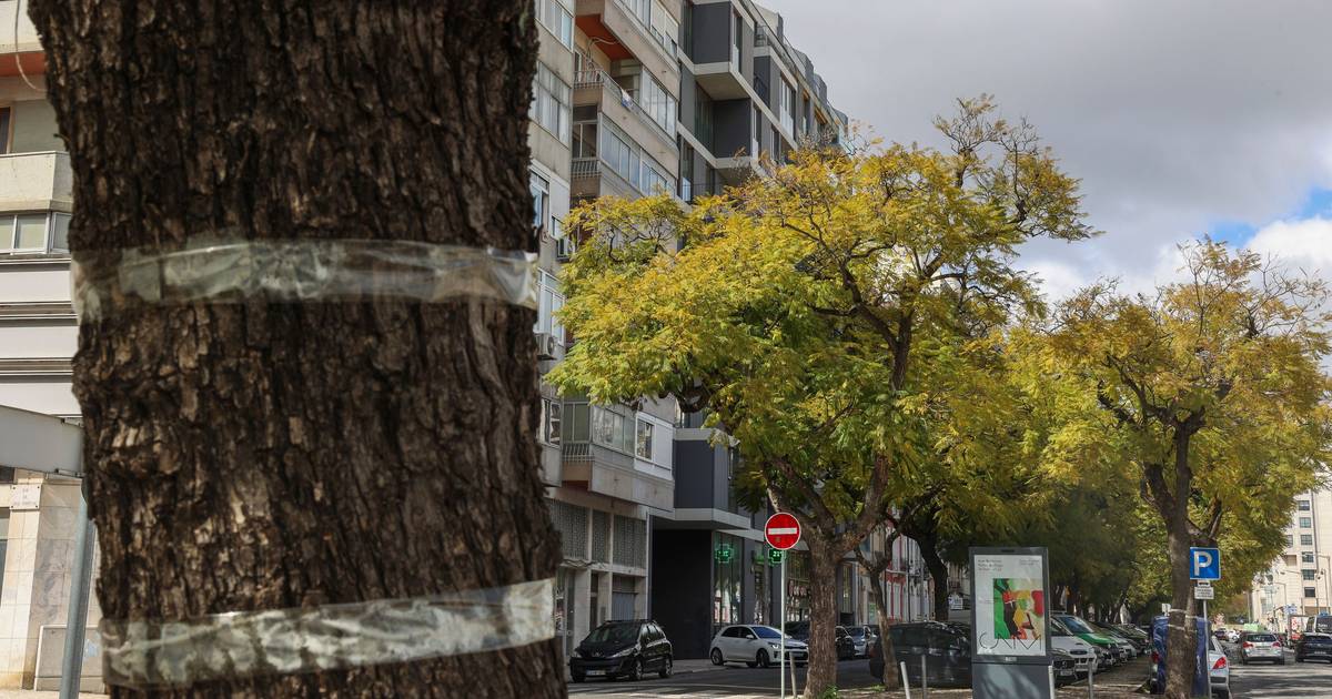 Câmara de Lisboa vai abater 25 jacarandás para construir um parque de estacionamento