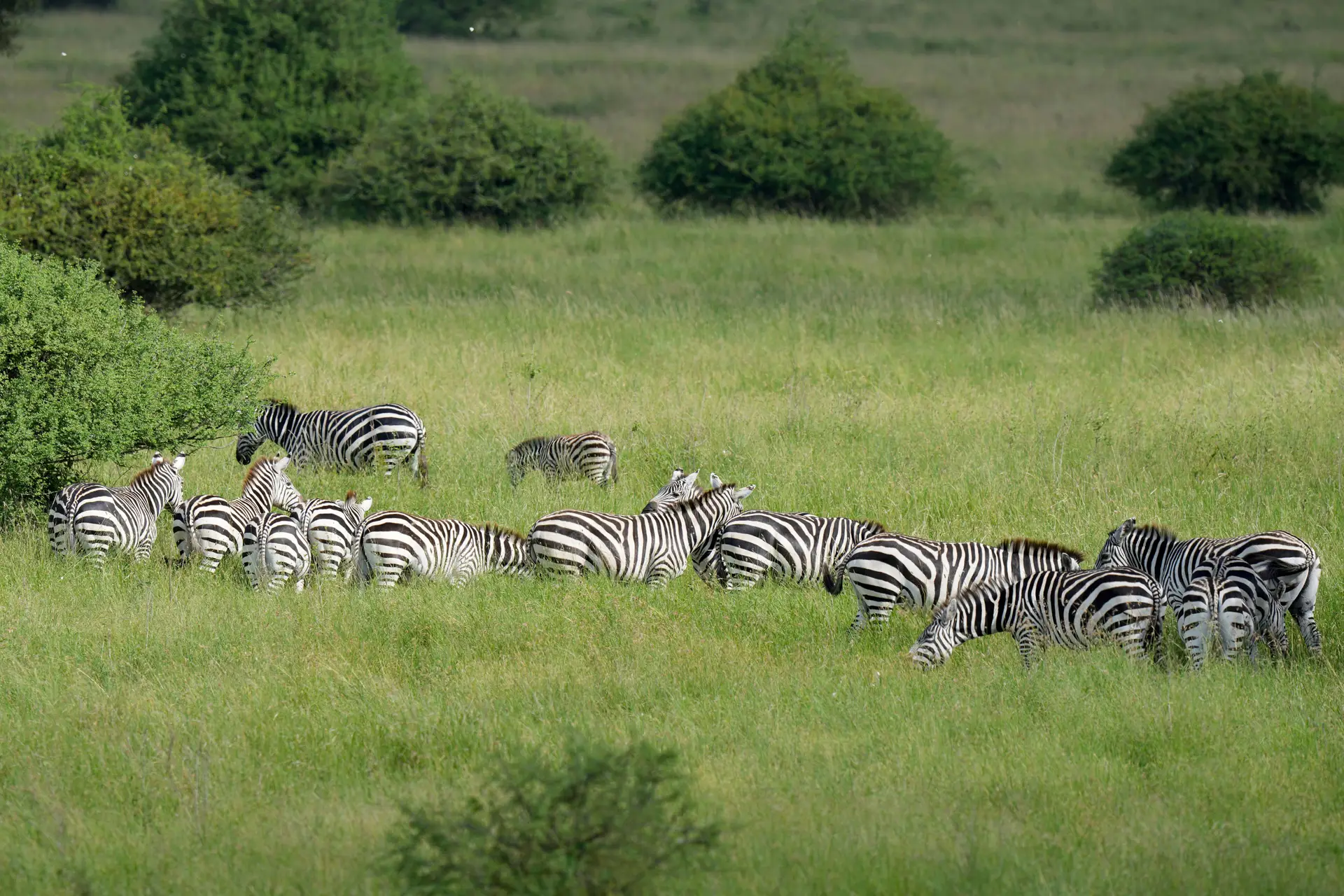 Zimbabué vai enviar 60 animais para a Guiné Equatorial para restaurar vida selvagem