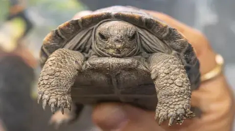 Aos 100 anos, tartaruga em vias de extinção torna-se mãe pela primeira vez