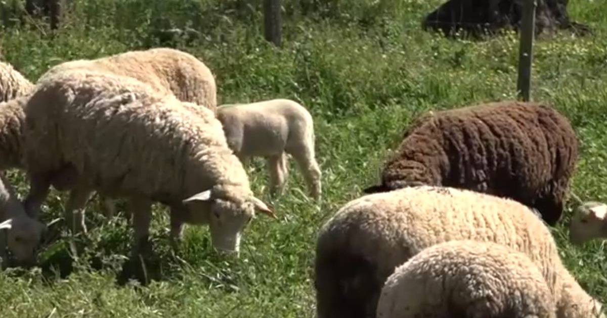 Produtores de ovinos voltam a exportar lã para a China: negócio estava suspenso desde a pandemia