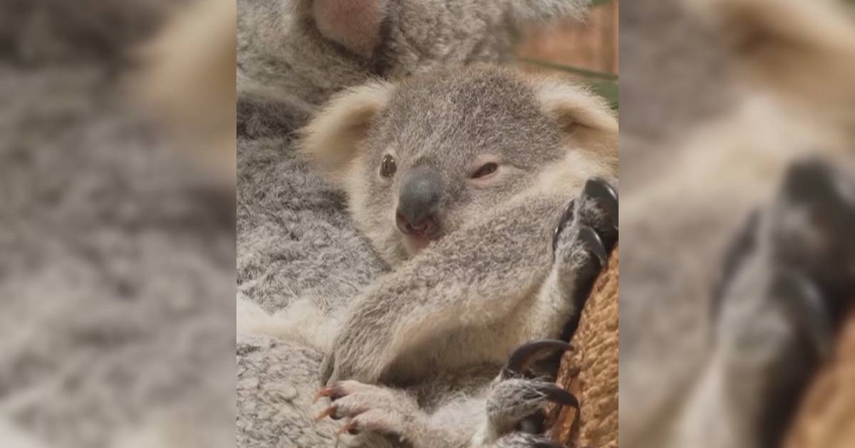 Há um novo coala no zoo de Lisboa: cria nasceu há nove meses, mas só agora começou a sair da bolsa da mãe