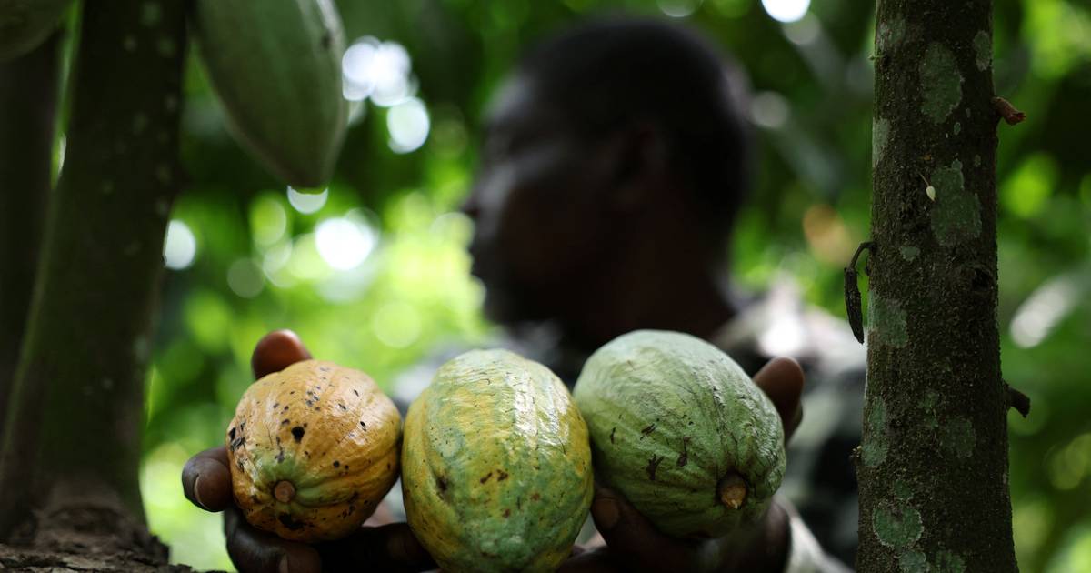Os "rapazes do cacau": nigerianos trocam a cidade pelo "ouro castanho"