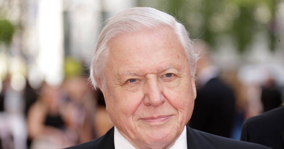Aos 99 anos, David Attenborough estreia novo filme com apelo para salvar os oceanos