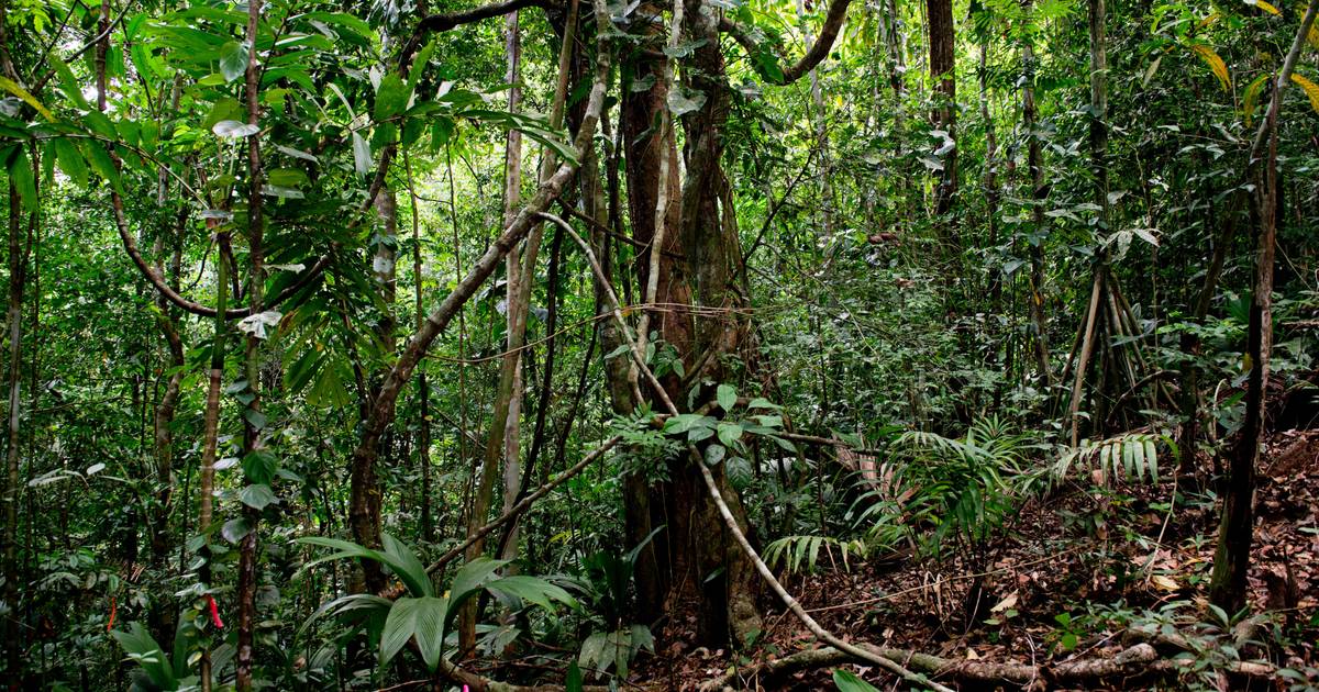 Lianas sufocam florestas tropicais e podem ser vistas do espaço