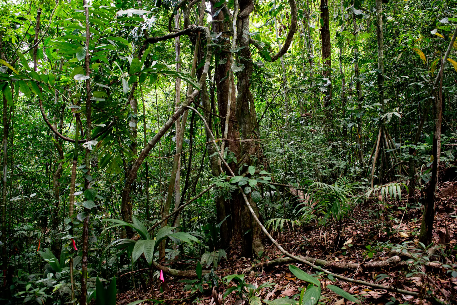 Lianas apesta bosques tropicales sufre a Piri y se puede ver desde el espacio
