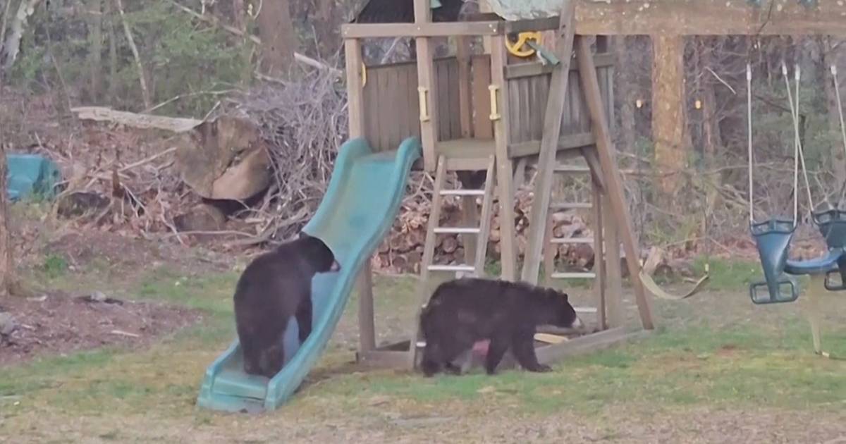 Momento insólito: ursos brincam como crianças num parque infantil