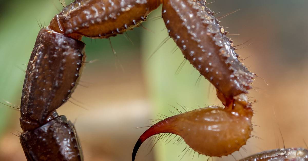 “Uma pequena picada pode matar uma criança”: ataques de escorpiões crescem 250% no Brasil