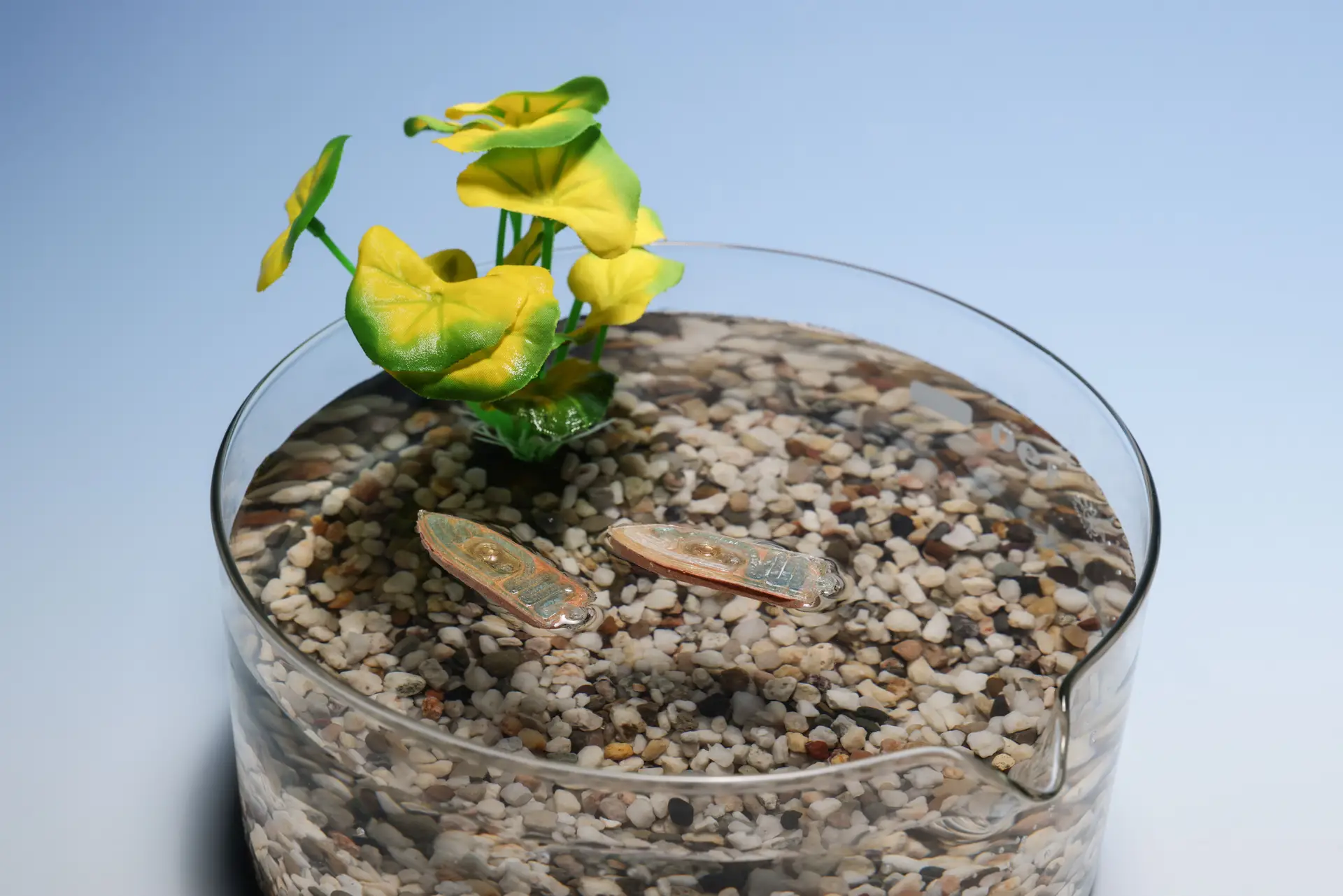 Edible robot biodegradable for environmental monitoring devices made of artificial and electronic polymer - and nutritious - substitute