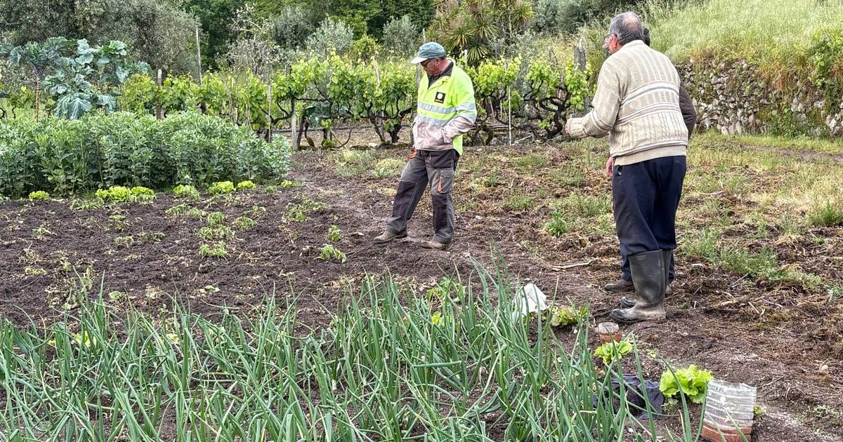 Javalis causam estragos na agricultura em Viseu