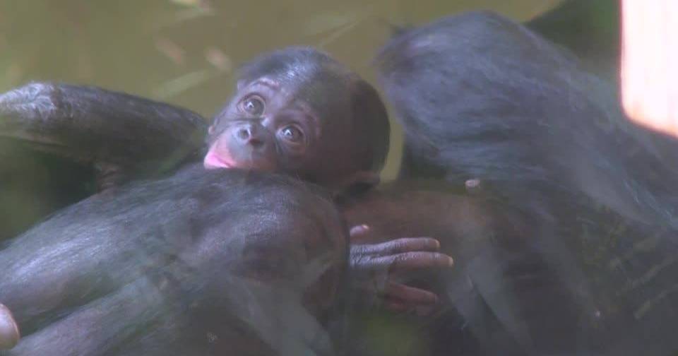 Melumbe, o novo habitante do Zoo de Colónia já encanta os visitantes