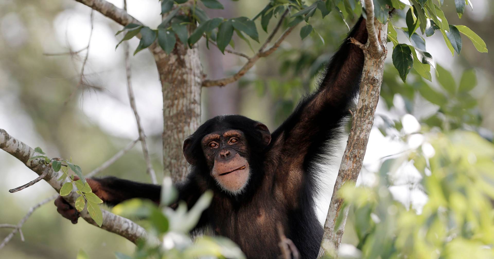 Chimpanzés tocam tambor com intenção rítmica: será esta uma das origens ...