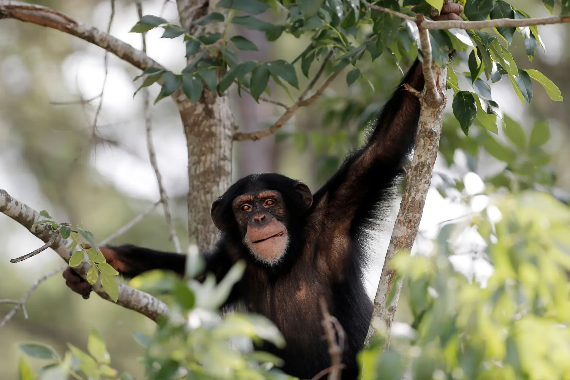 Chimpanzees played the drum with rhythmic intention: which one is the roots of music in humans?