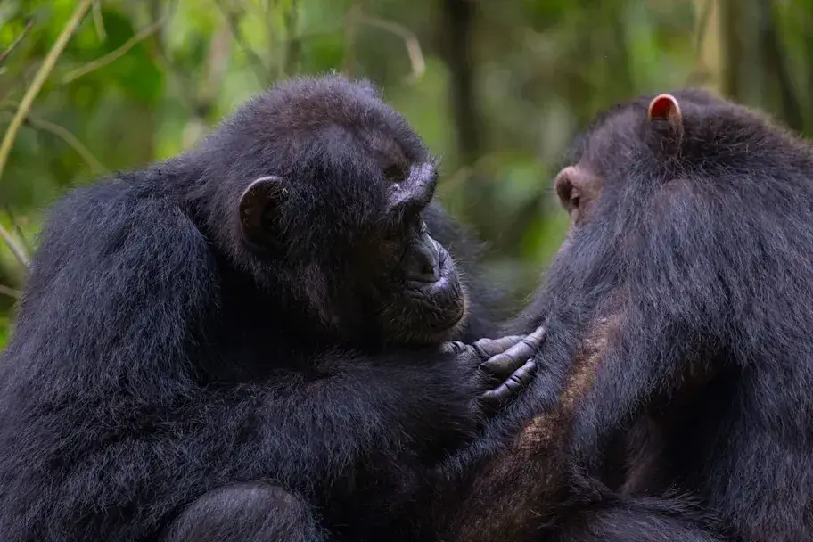 Evidence about the beginning of Medicine Shadam? Noticed health care with plants between chimpanzees