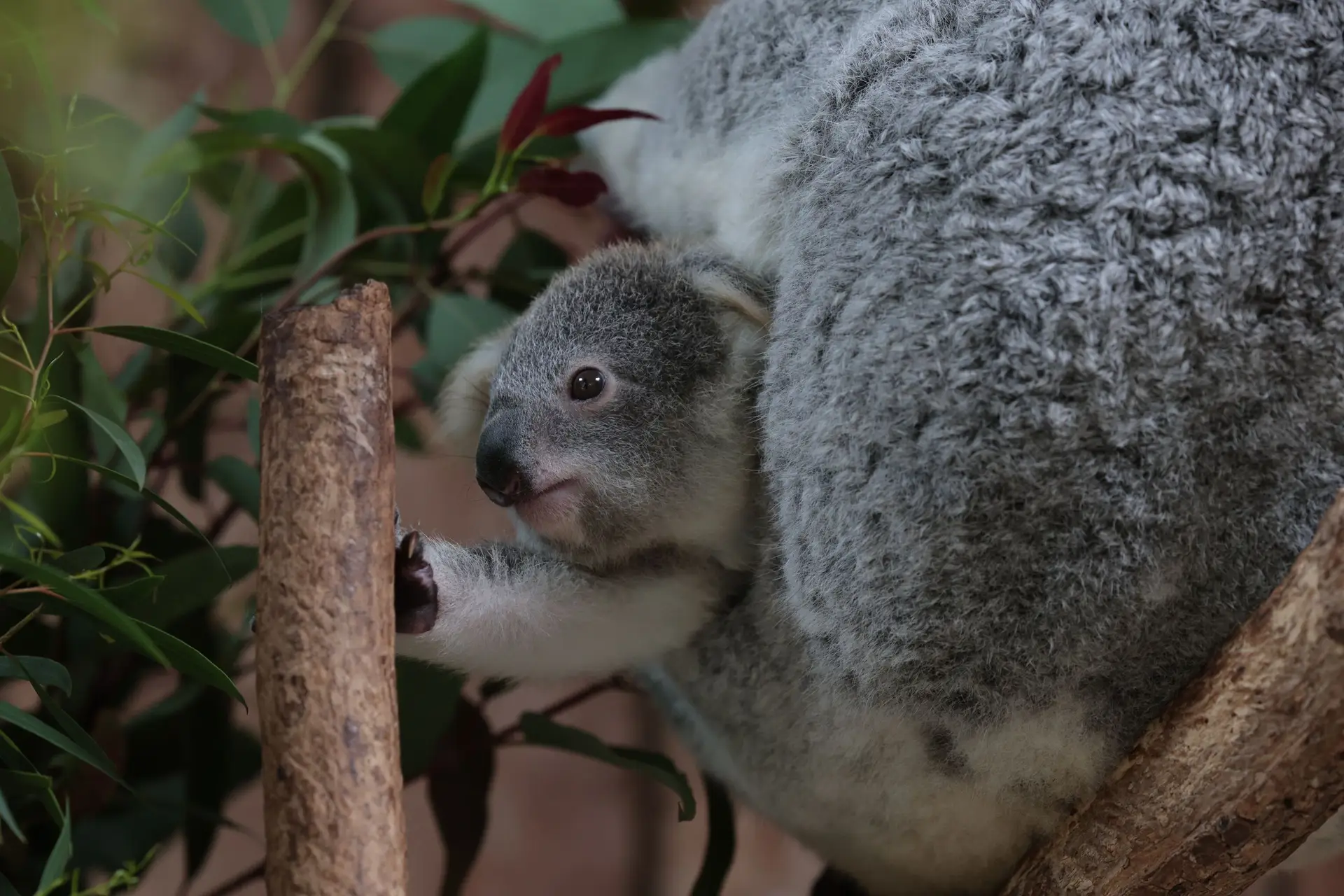 Em dia de aniversário, zoo de Lisboa oferece visitas guiadas gratuitas