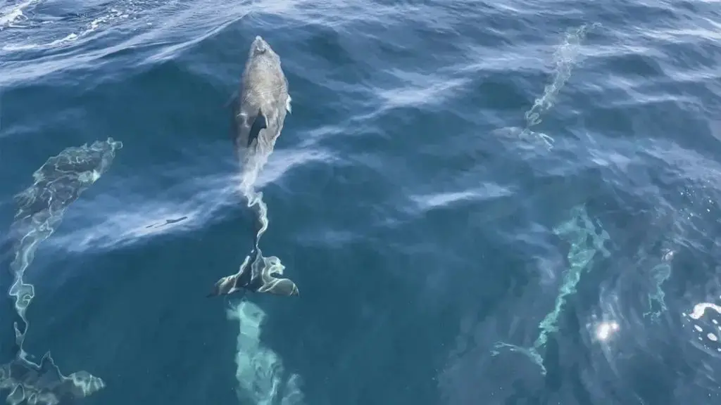 "Detectives of the sea" Follow the rose dolphins in Wales