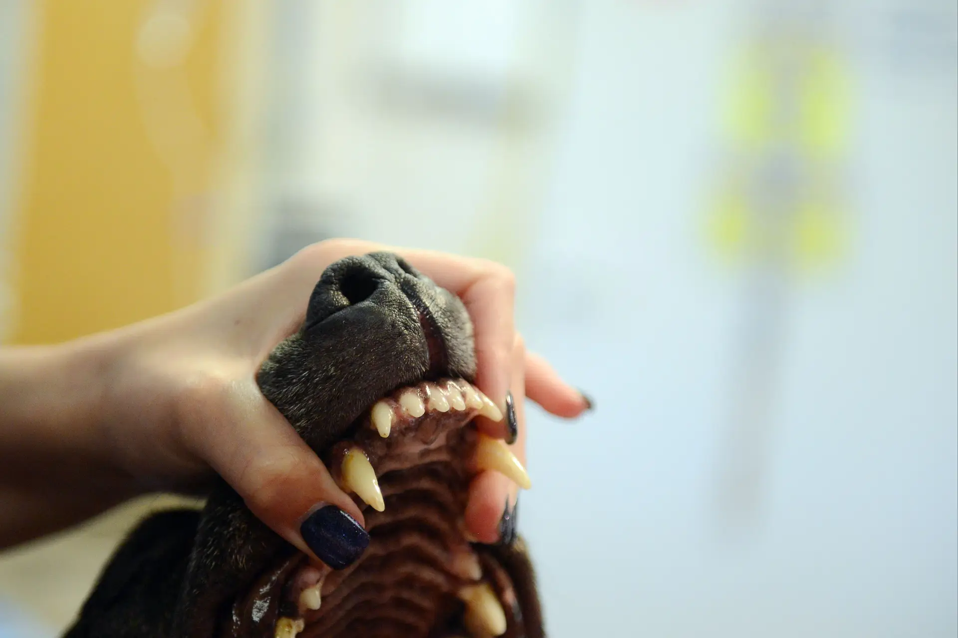Menina atacada por cão pitbull em escola de Santa Maria da Feira
