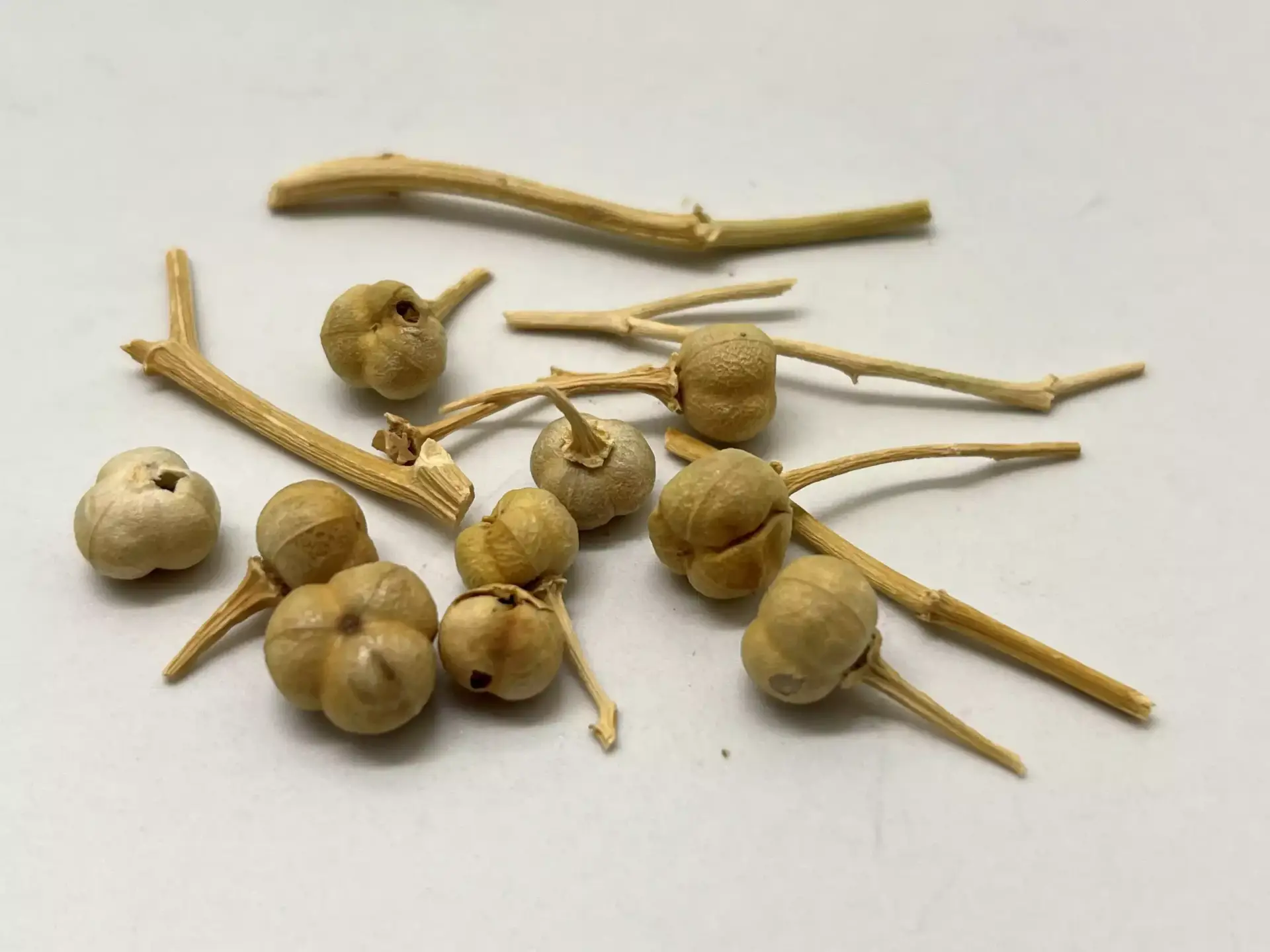 Peganum harmala secas
