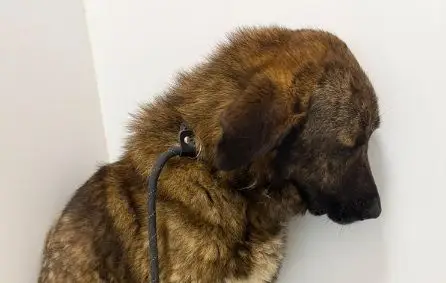 Perros heridos, parásitos y más delgado: la ira Fose Coya niega la perrera municipal