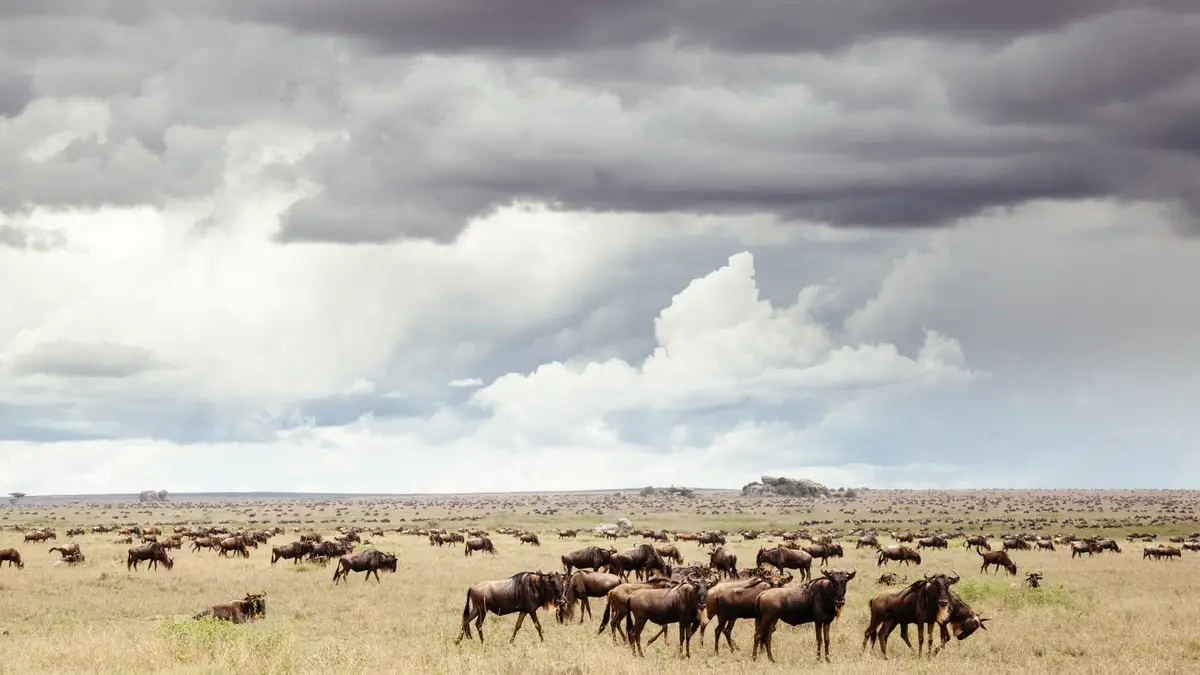 Manada de gnus na Tanzânia