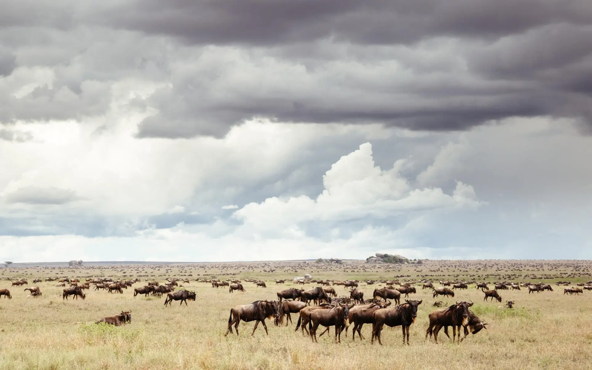 Manada de gnus na Tanzânia