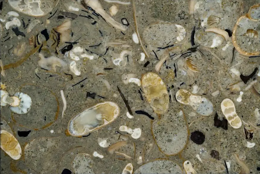 squids fossil 