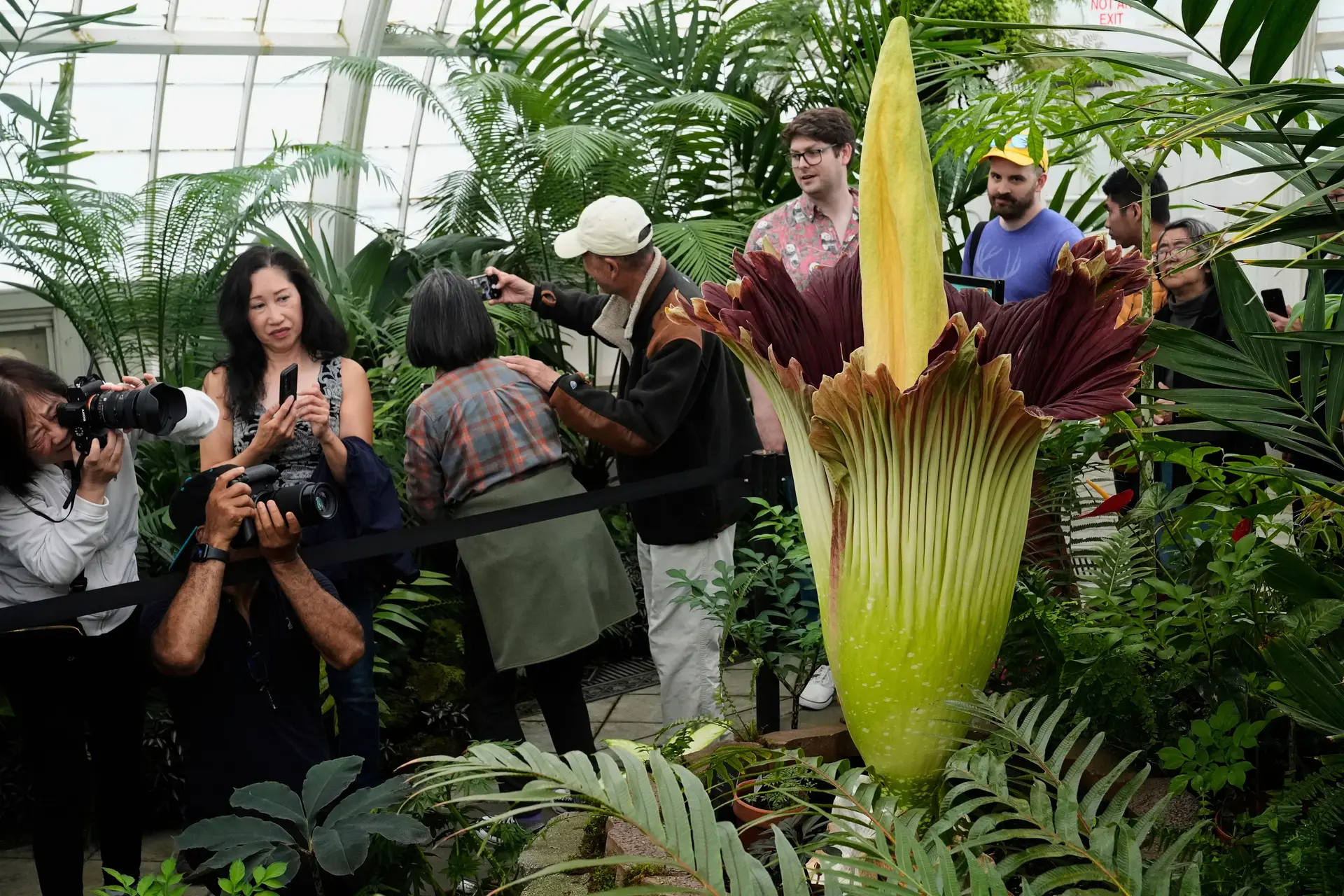Pessoas tiram fotografias à flor-cadáver, também conhecida como Titan Arum, durante a sua floração no Conservatório de Flores, em São Francisco, na quarta-feira, 9 de julho de 2025.