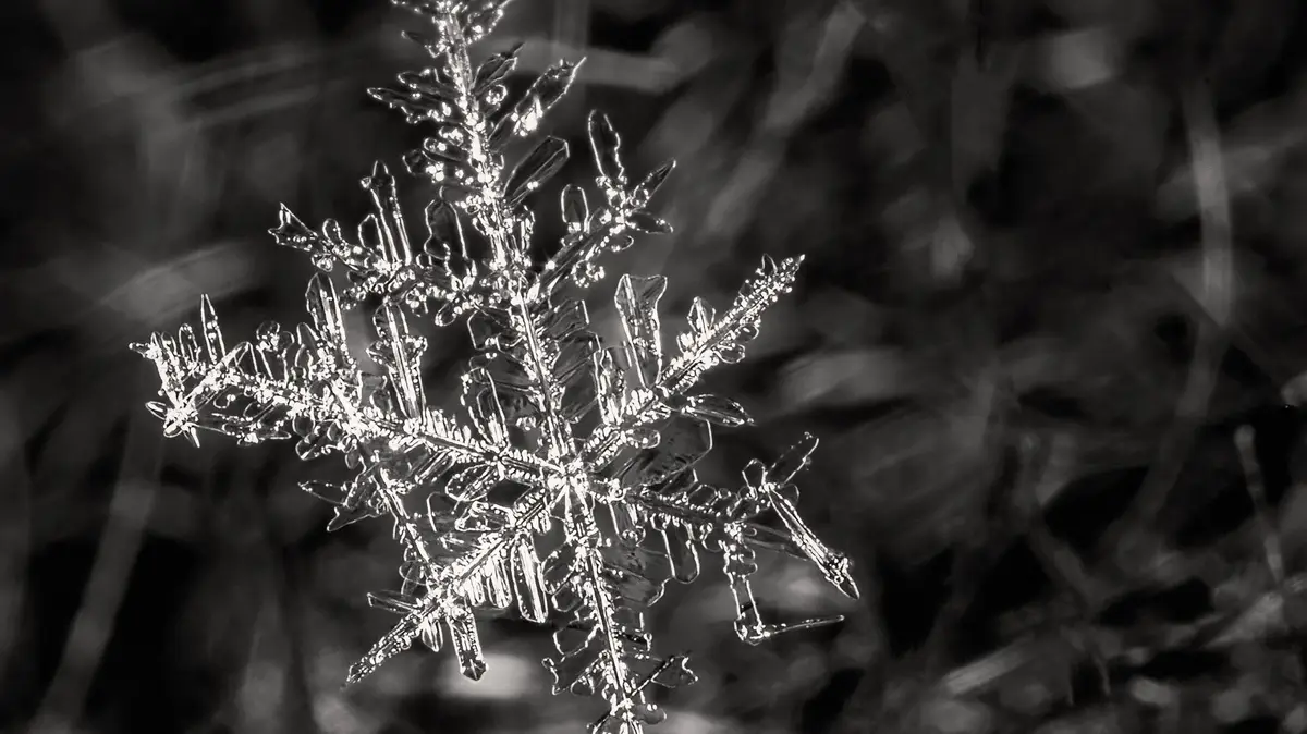 A  estrutura cristalina bem organizada de um floco de neve